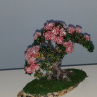 Růžová bonsaj - sleva