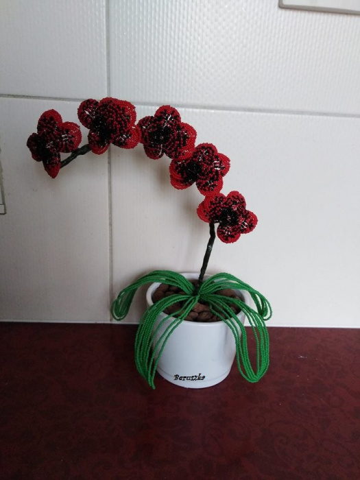 Červeno-černá orchidea