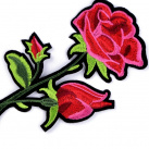 Nažehlovačka růže