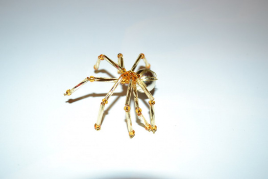 Pavouček zlatý 1