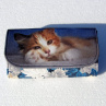 "Kočičí zlatíčko" - peněženka *19 x 10*
