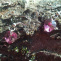  Náušnice Swarovski růžové srdíčko 