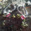  Náušnice Swarovski Rivoli - tmavě růžová