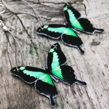 Papilio Phercas