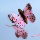 Motýl Růžovásek