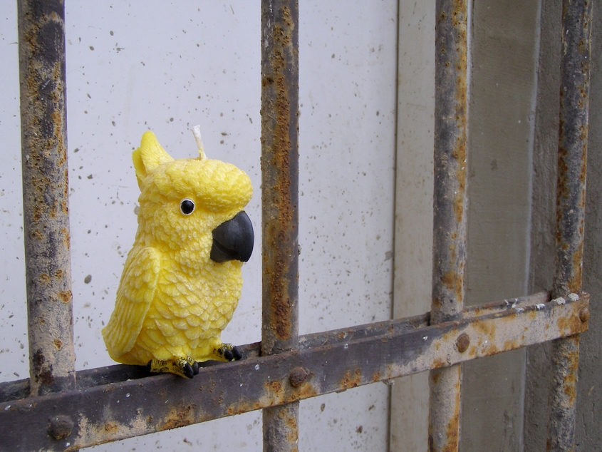 Svíčka vonná z palmového vosku - Žlutý papoušek