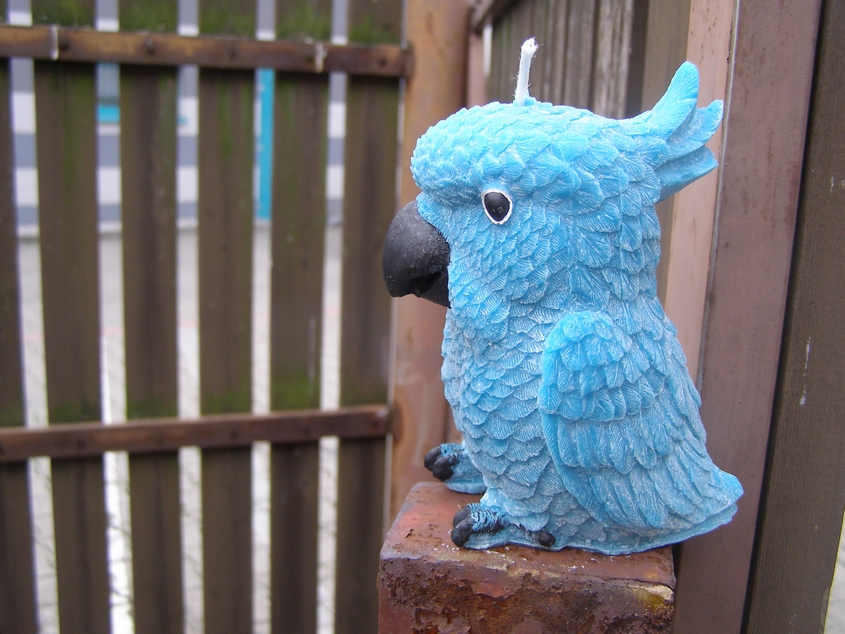 Svíčka vonná z palmového vosku - Modrý papoušek