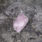 Růžový led