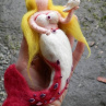 Mořská panna