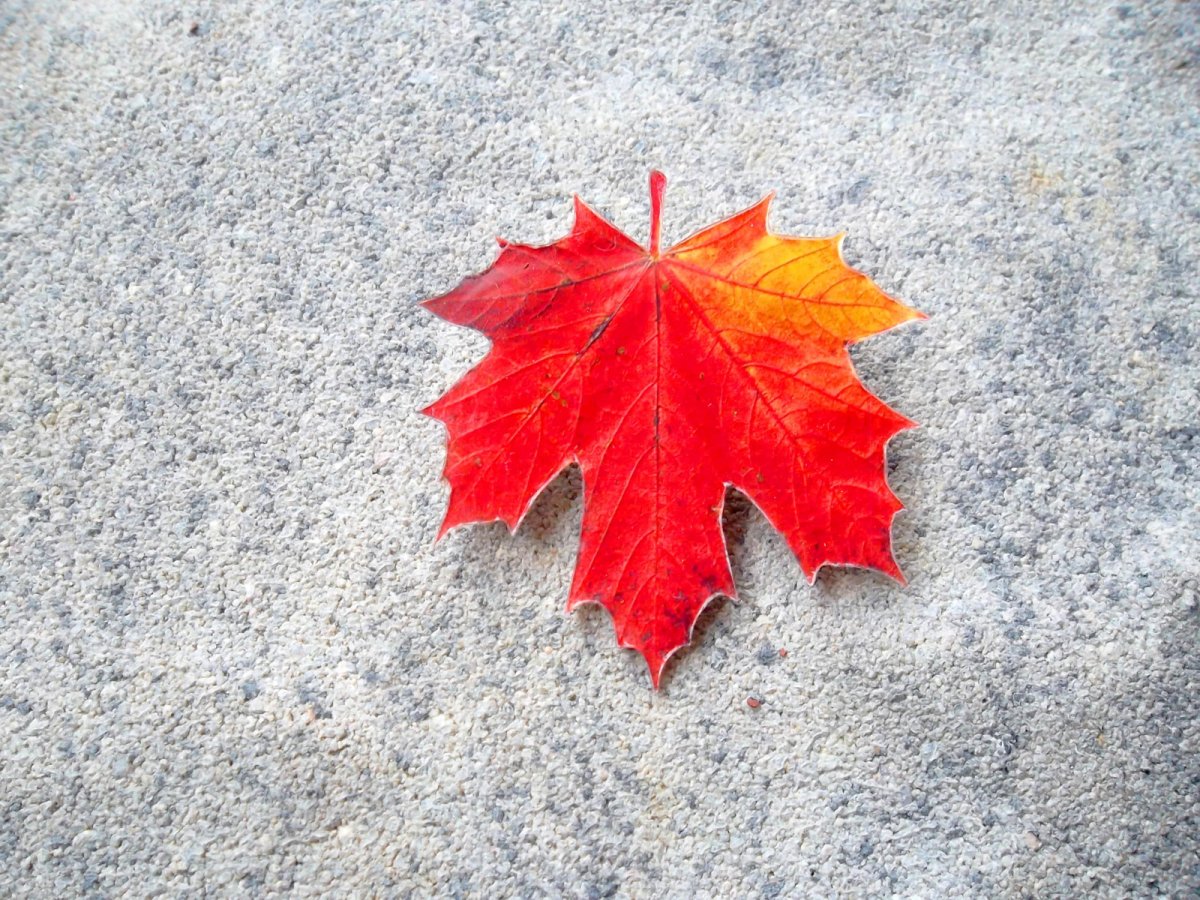 Červenožlutý javorový list - originální brož