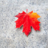 Červenožlutý javorový list - originální brož