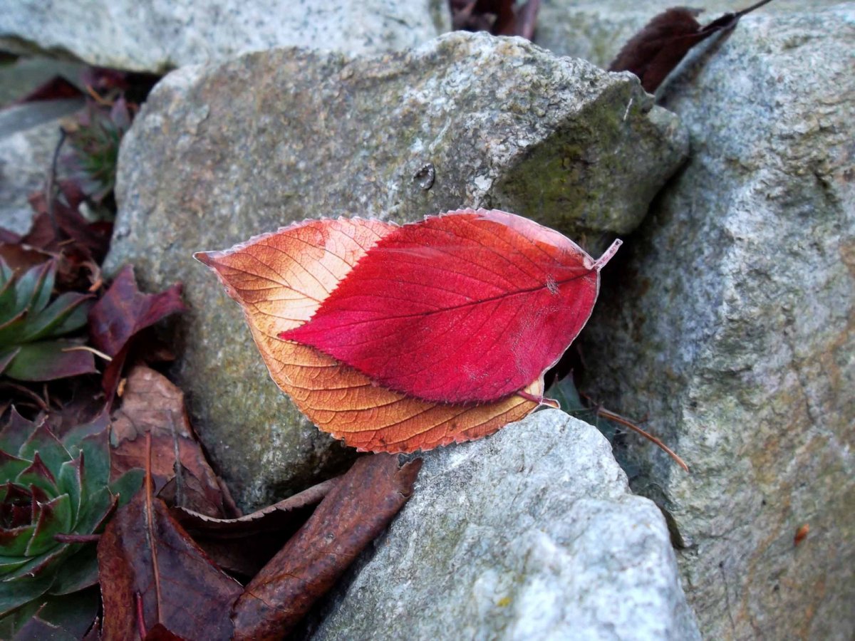 Podzimní listí - originální brož