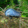 Vrůstání...(chalcedon) obří prsten