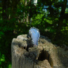Vrůstání...(chalcedon) obří prsten