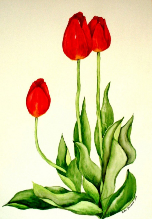 Červené tulipány