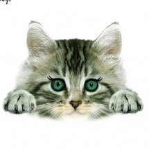 Nažehlovací obrázek kočka 23*17 cm