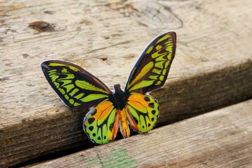 Ornithoptera Croesus brož