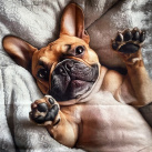 Povlak na polštář - Francouzský buldoček