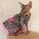 Sphynxí slečna  punkerka:-))