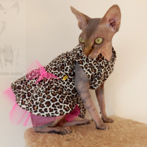 Sphynxí slečna  punkerka:-))