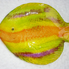 Talíř  rybka