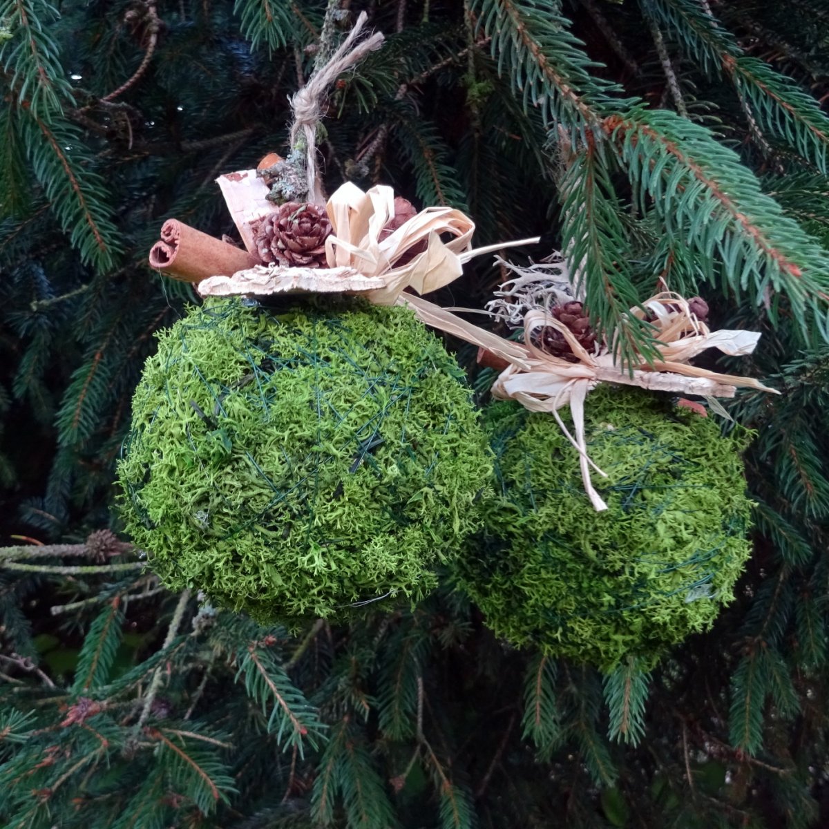 Koule mechová, lesní...