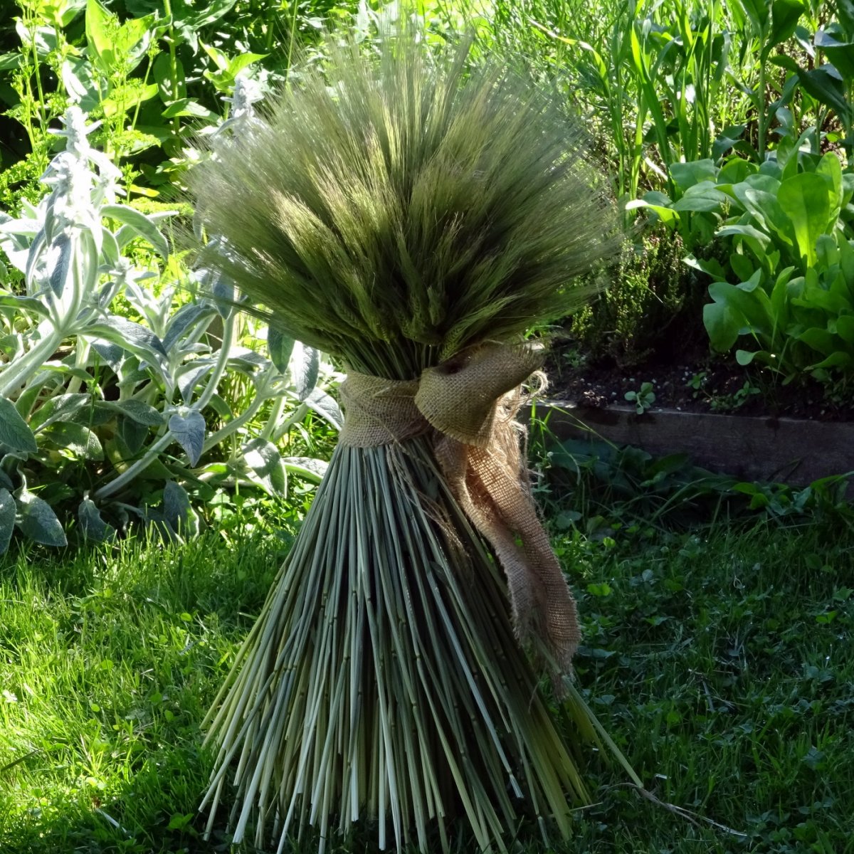 Snop z ječmene, samostojící