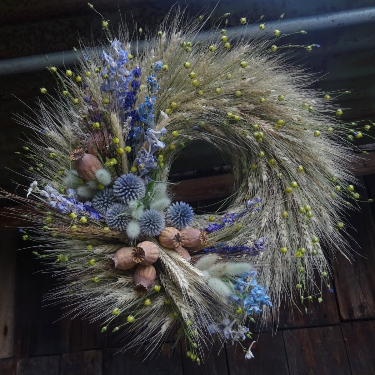 Věnec - Obilný modrásek