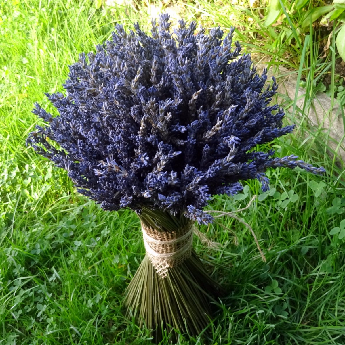 Kytice - Levandulová 2