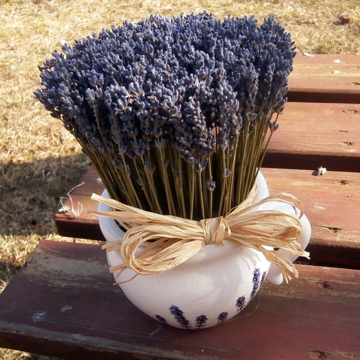 Buclák levandulový...