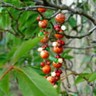 Náhrdelník - bobule