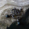 Náušnice - klubko hadů (láva)