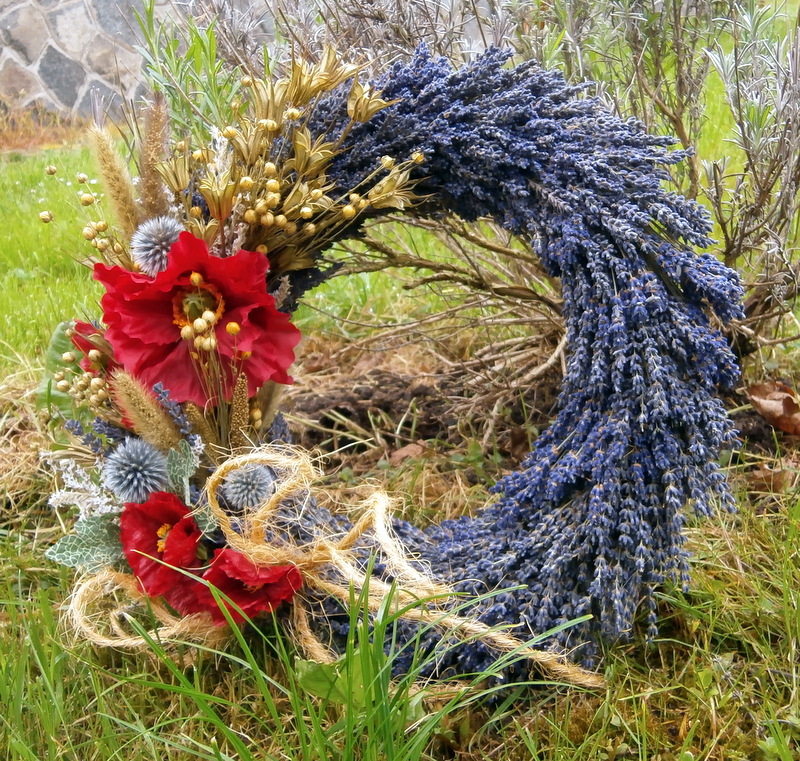 Vlčí máky v levanduli