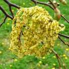 Náhrdelník v barvě pampelišek