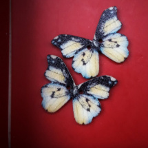 Knoflík dřevěný motýl 2ks