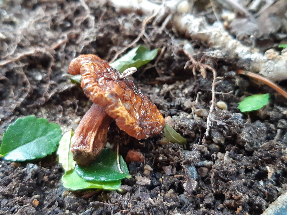 Příběhy z lesa... Houba - přívěsek