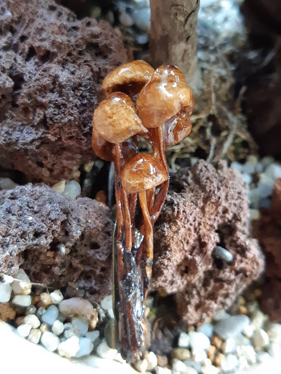 Příběhy z lesa... Houbová brož