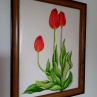 Červené tulipány