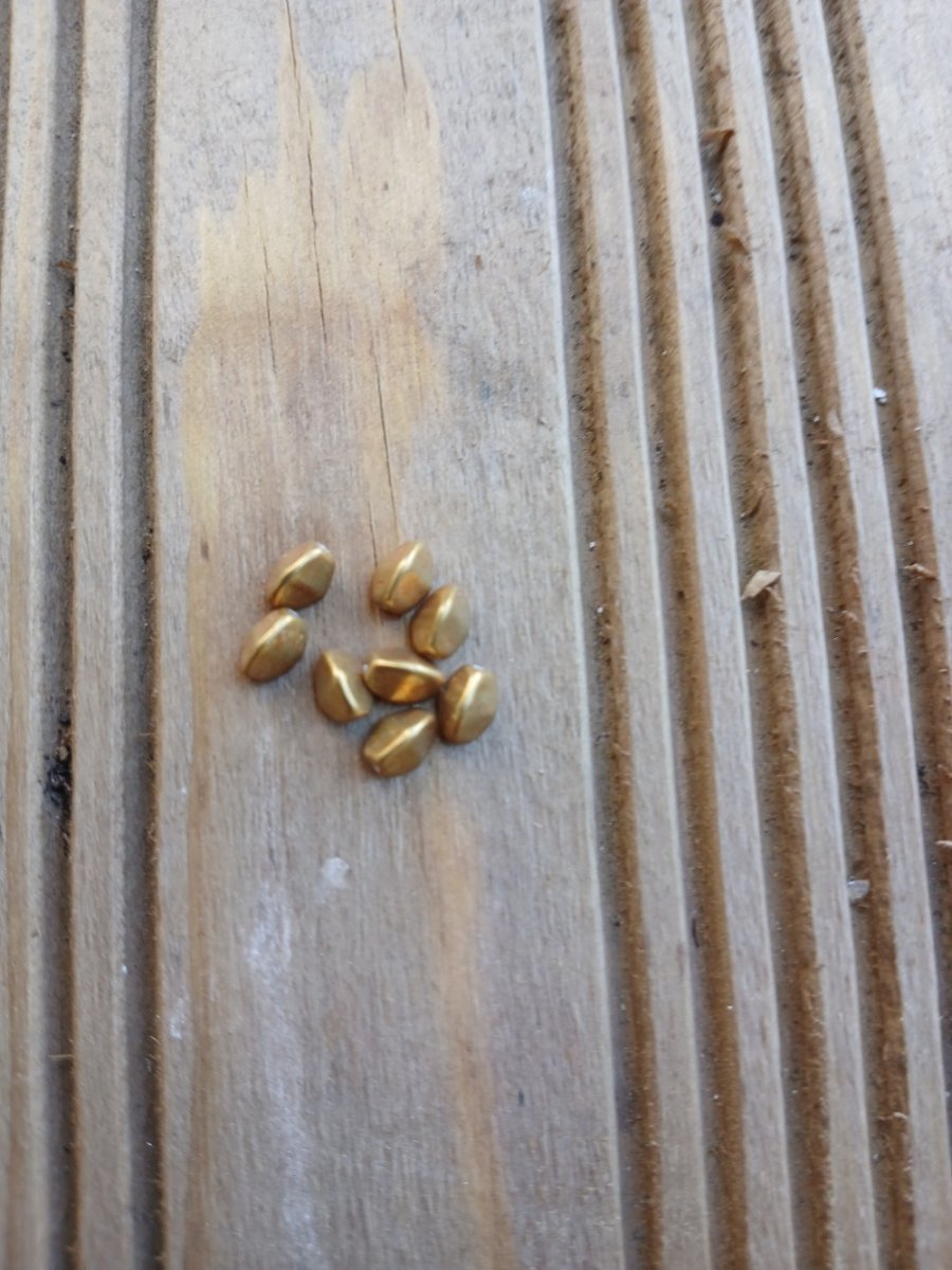 korálek mačkaný, pohanka 5x3 mm - měděná