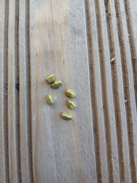 korálek mačkaný, pohanka 5x3 mm - zelená