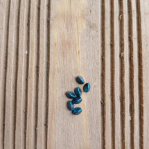 korálek mačkaný, pohanka 7 mm - modrá