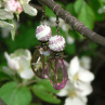 Poupata