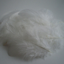 Peříčka - čistě bílá 10 ks