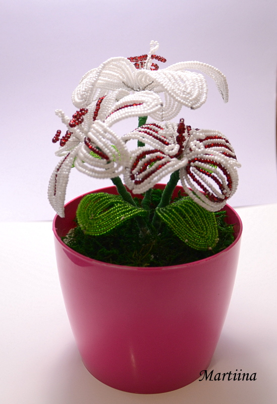 Bílo-červené lilie