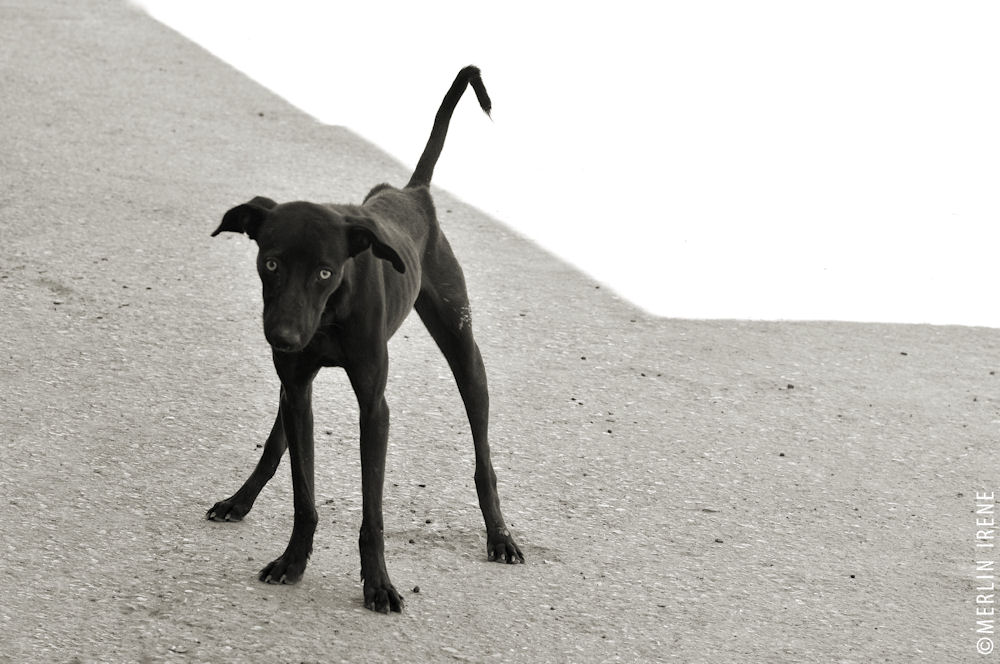 Žaluji - ze série Psi ulice