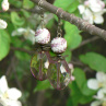 Poupata