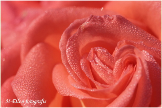 Autorská fotografie - Okorálkovaná růže