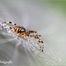 Autorská fotografie - Orosený pavouk