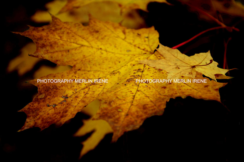 Malej a velkej podzimní ...