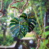 Náušnice - monstera